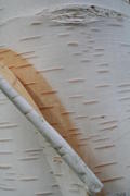 Bark