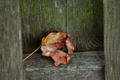 Autumn Boxed