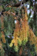 Autumn Colors