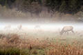 Elk [1]