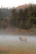 Elk [2]