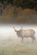 Elk [3]