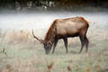 Elk [4]