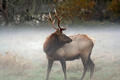 Elk [5]