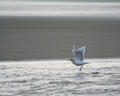 Flight