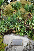 Foliage