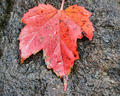 Oregon Fall Colors