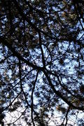 Pine Cones