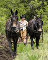 Plowing Contest