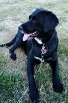 Daisy at the Park