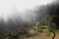 Morning in the Santa Cruz mountains
